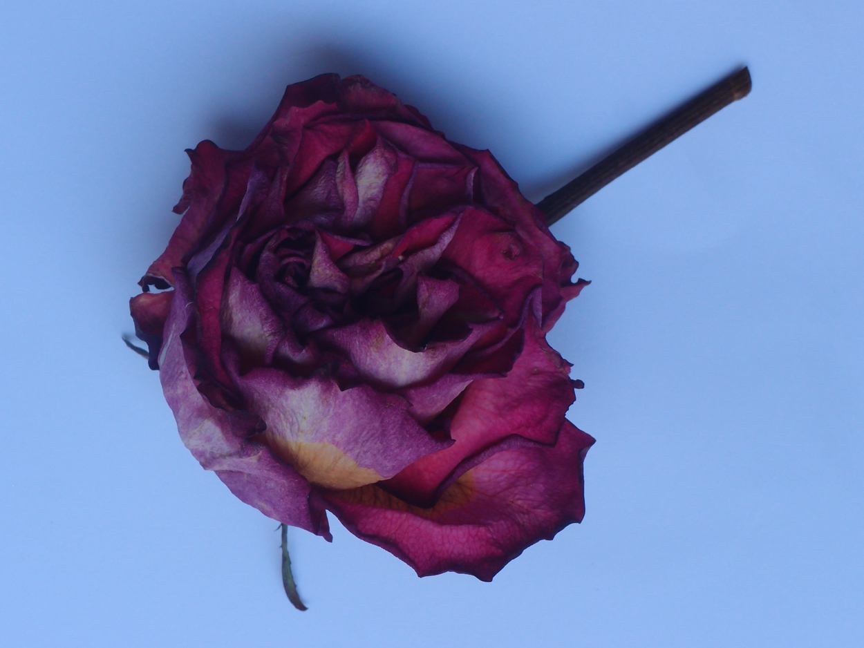 2018-03-08 Budded Roses